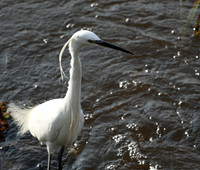 At Amboseli national park