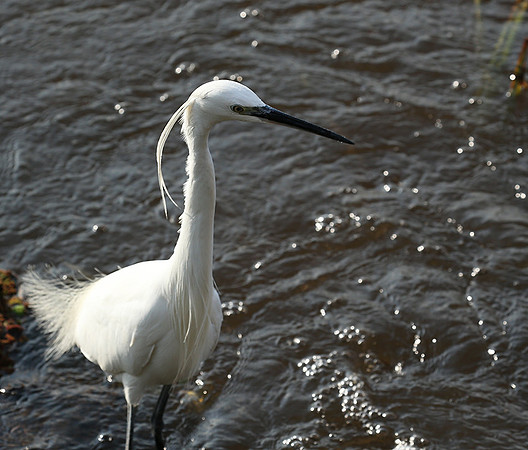 At Amboseli national park