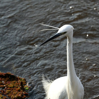 At Amboseli national park