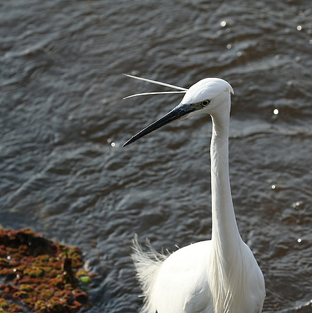 At Amboseli national park