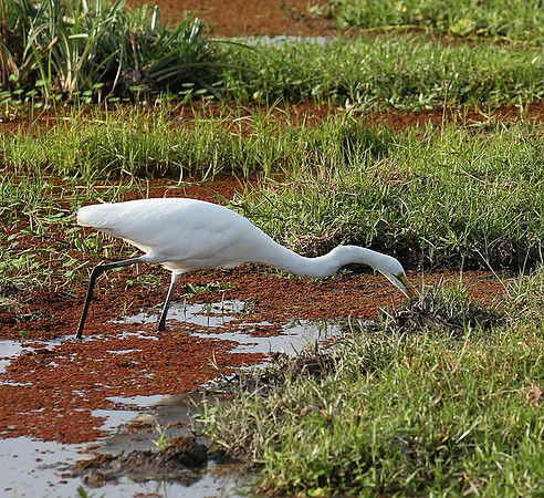 At Amboseli national park