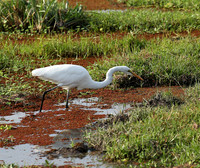 At Amboseli national park