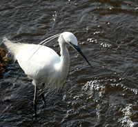 At Amboseli national park