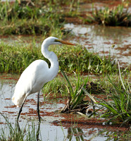 At Amboseli national park