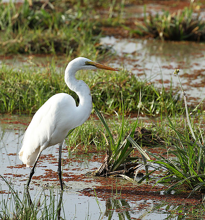 At Amboseli national park