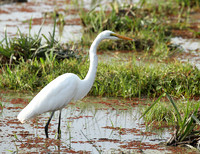 At Amboseli national park