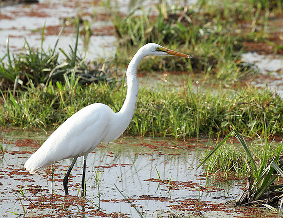 At Amboseli national park