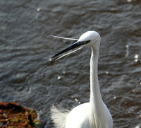 At Amboseli national park