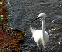 Egrets