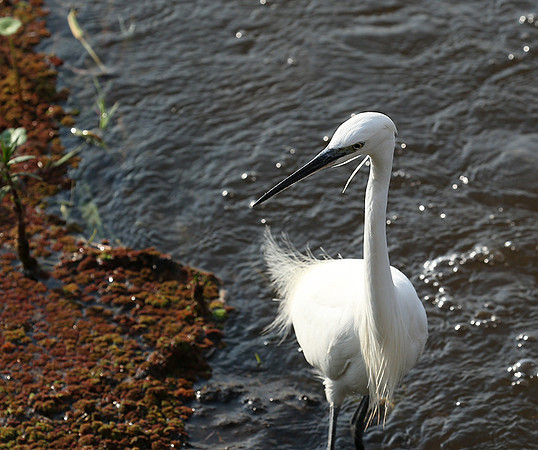 At Amboseli national park