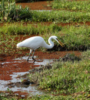 At Amboseli national park