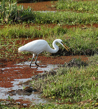At Amboseli national park