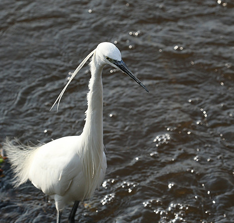 At Amboseli national park