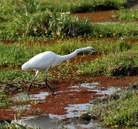 At Amboseli national park