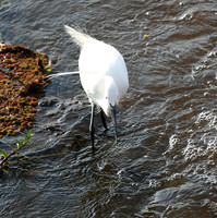 At Amboseli national park