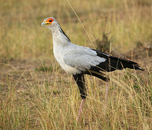 Masaï Mara