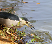 Black-crowned night heron (bihoreau gris)