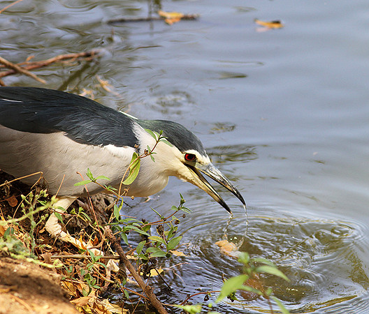 Black-crowned night heron (bihoreau gris)