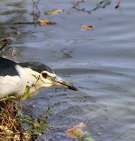 Black-crowned night heron (bihoreau gris)