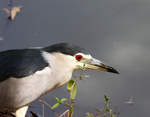 Black-crowned night heron (bihoreau gris)