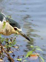 Black-crowned night heron (bihoreau gris)