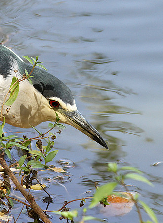 Black-crowned night heron (bihoreau gris)