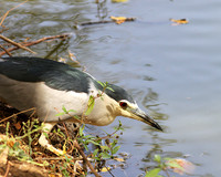 Black-crowned night heron (bihoreau gris)
