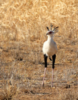 South Rift Valley