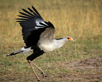 Masaï Mara