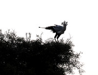 Nairobi National park