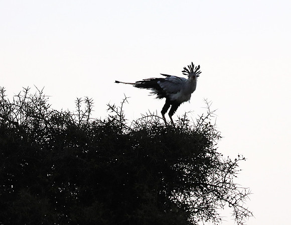 Nairobi National park