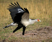 Masaï Mara