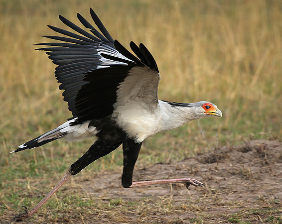 Masaï Mara