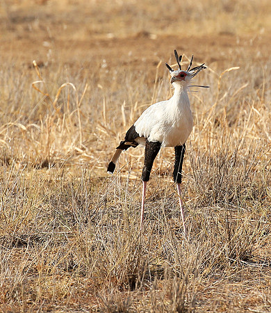 South Rift Valley