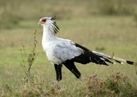 Laikipia