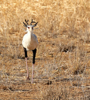 South Rift Valley