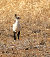 South Rift Valley