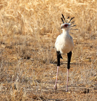 South Rift Valley