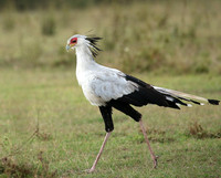 Laikipia