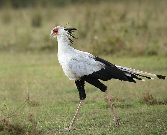 Laikipia