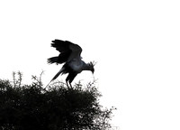 Nairobi National park
