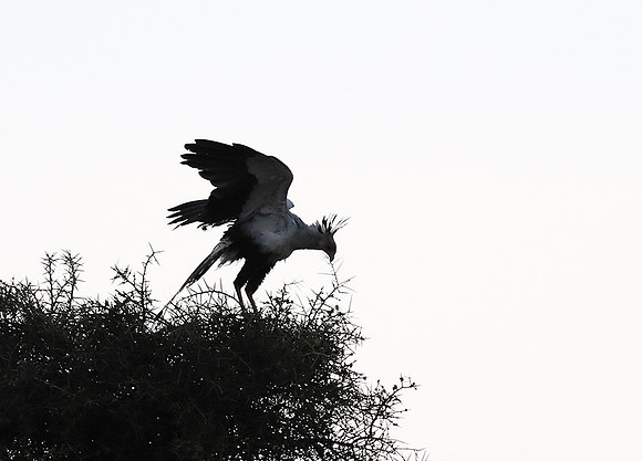 Nairobi National park