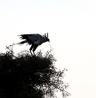 Nairobi National park