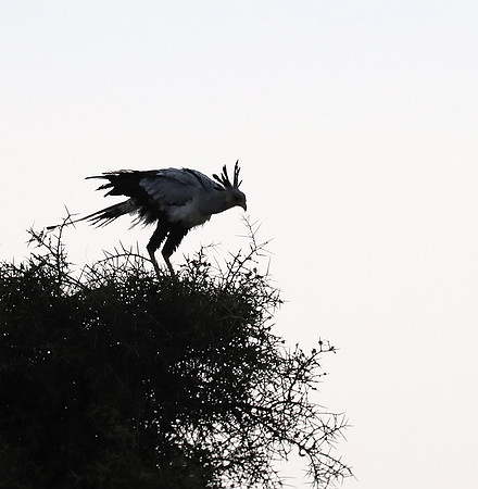 Nairobi National park