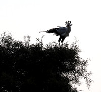 Nairobi National park