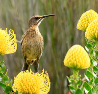 Kirstenbosch botanical garden - Cape Town