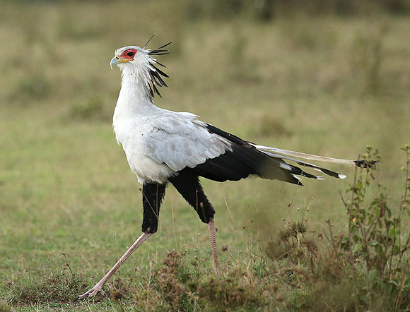 Laikipia