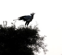 Nairobi National park