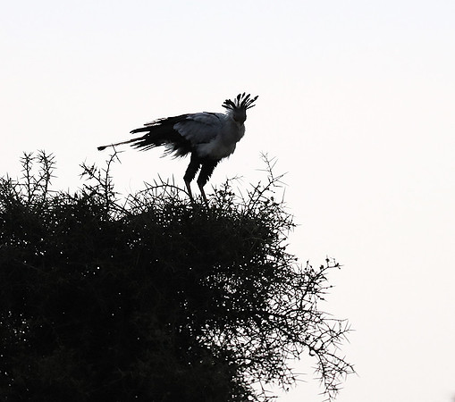 Nairobi National park