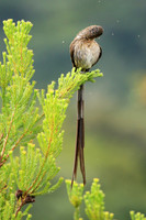Kirstenbosch botanical garden - Cape Town